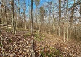 L57 Ted Logsdon Rd, Clarkson, Kentucky 42726, ,Land,For Sale,Ted Logsdon,1615044