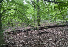 0 Moutardier Woods Rd, Leitchfield, Kentucky 42754, ,Land,For Sale,Moutardier Woods,1638494